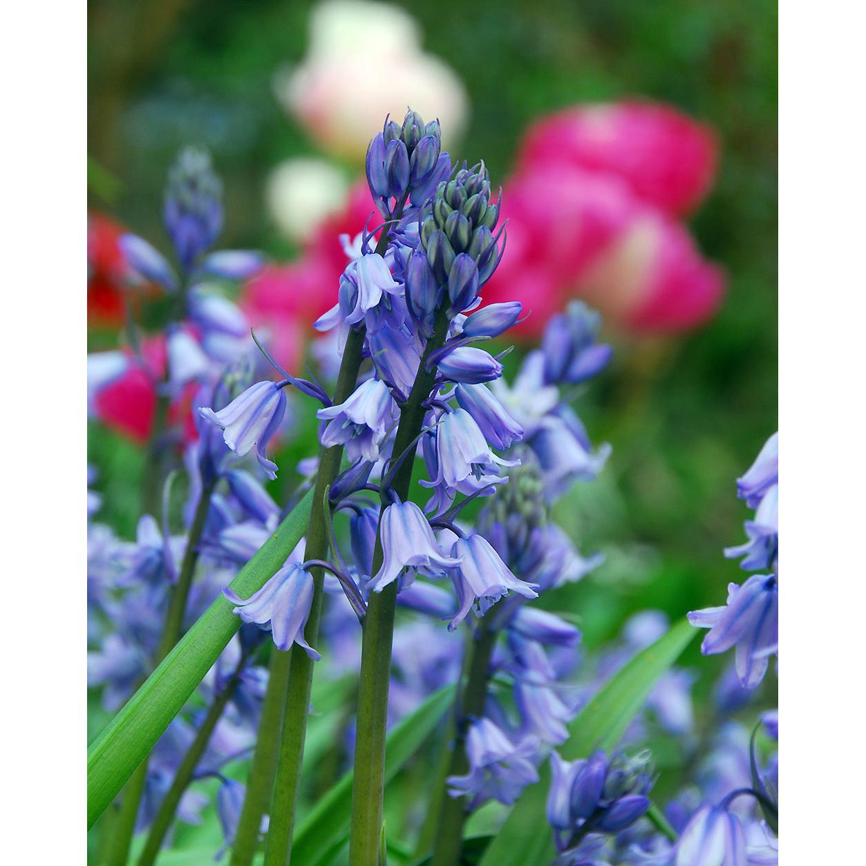 Blue Spanish Bluebells - 25 bulbs