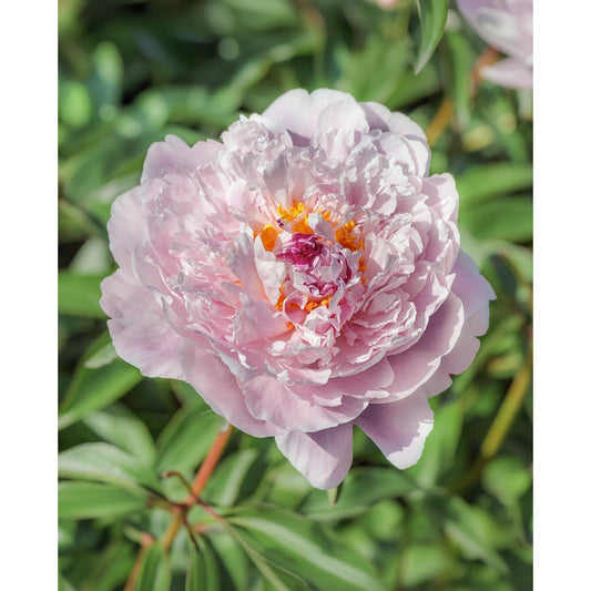 Blush Queen Peony - 1 root division