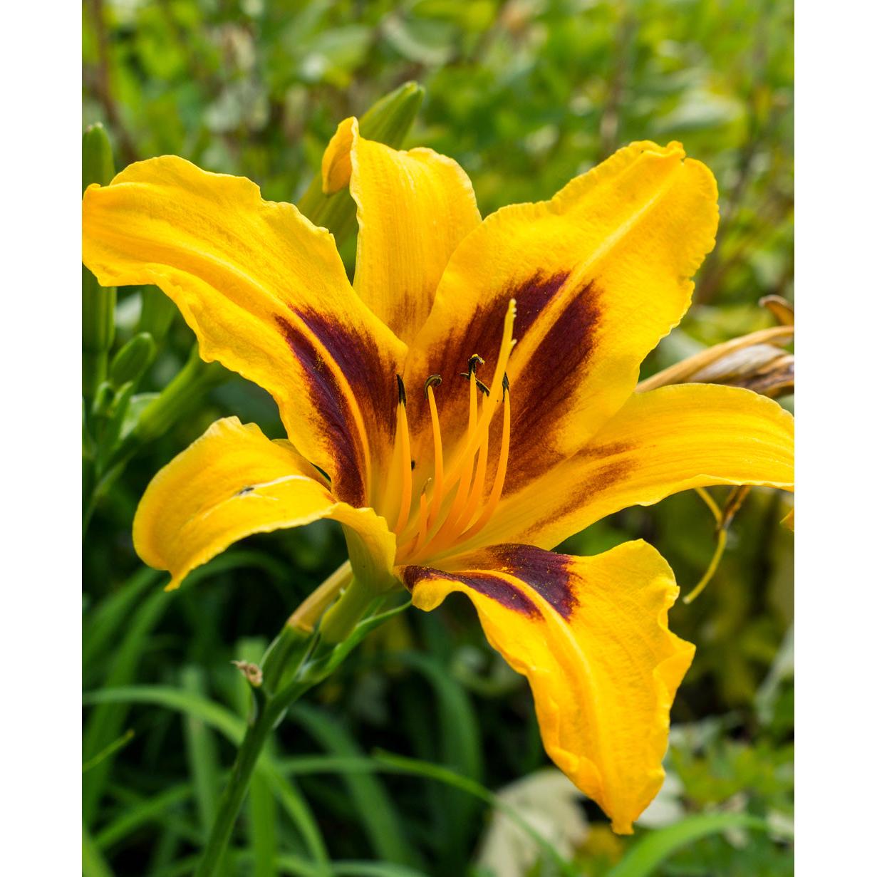 Bonanza Daylily - 3 root divisions