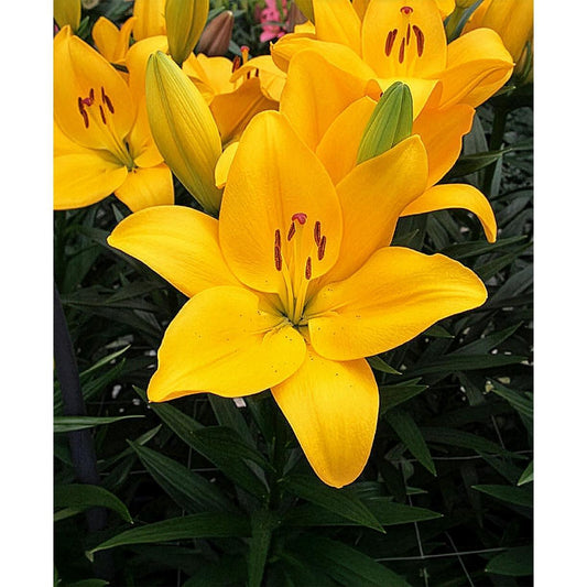 Botero LA Hybrid Lily - 5 bulbs