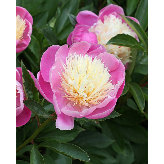 Bowl of Beauty Peony - 1 root division