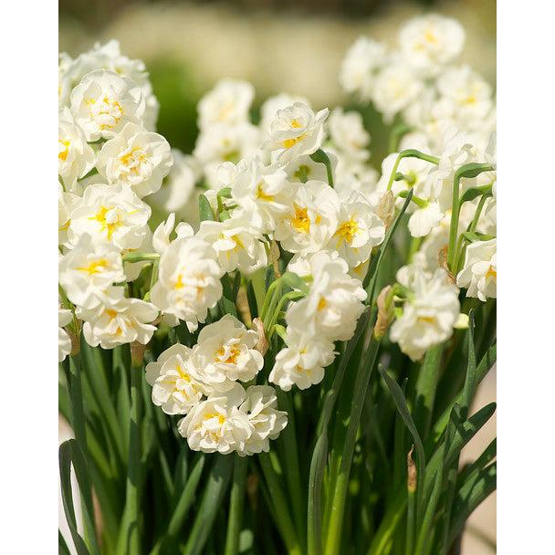 Bridal Crown Double Daffodil - 10 bulbs