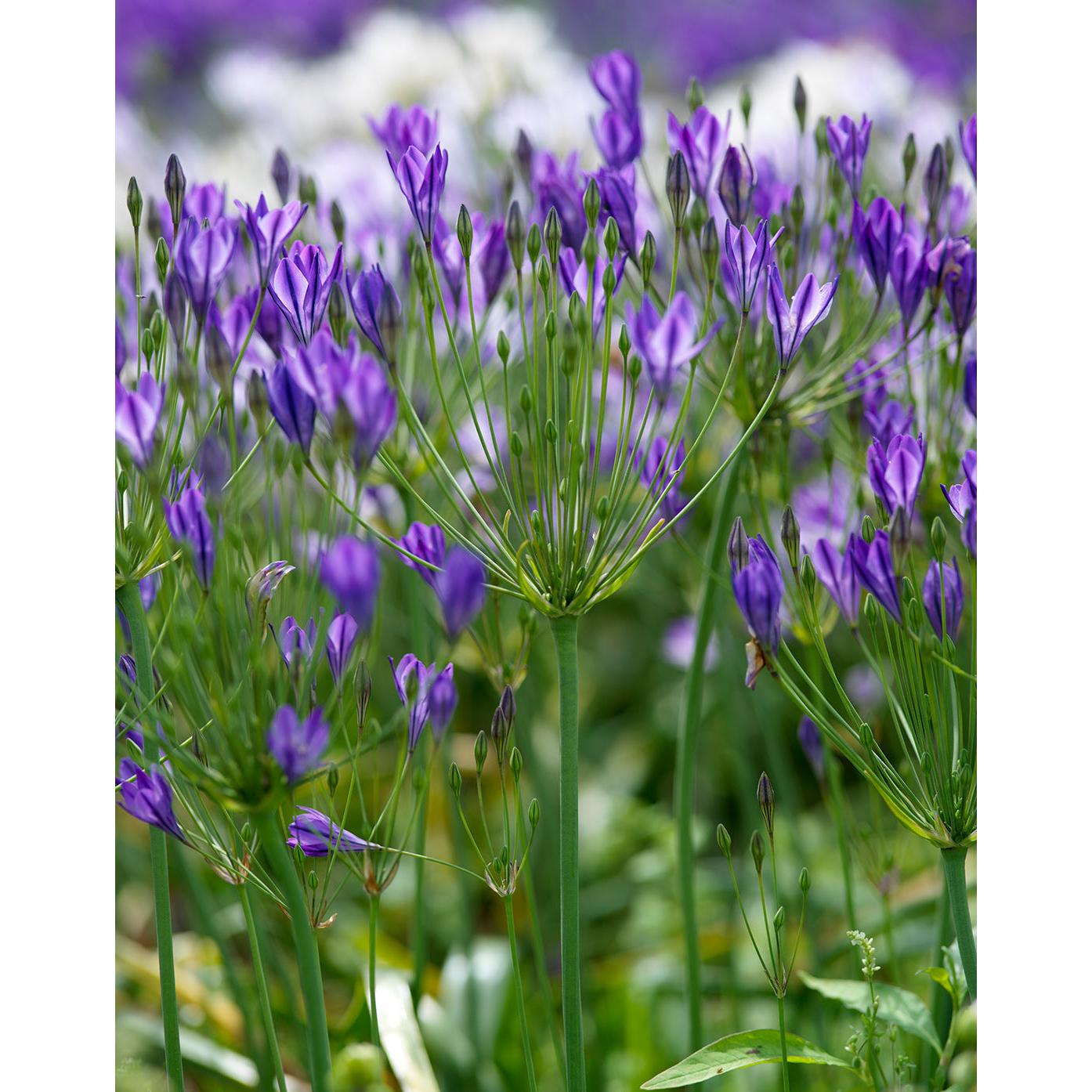 Queen Fabiola Brodiaea - 25 bulbs