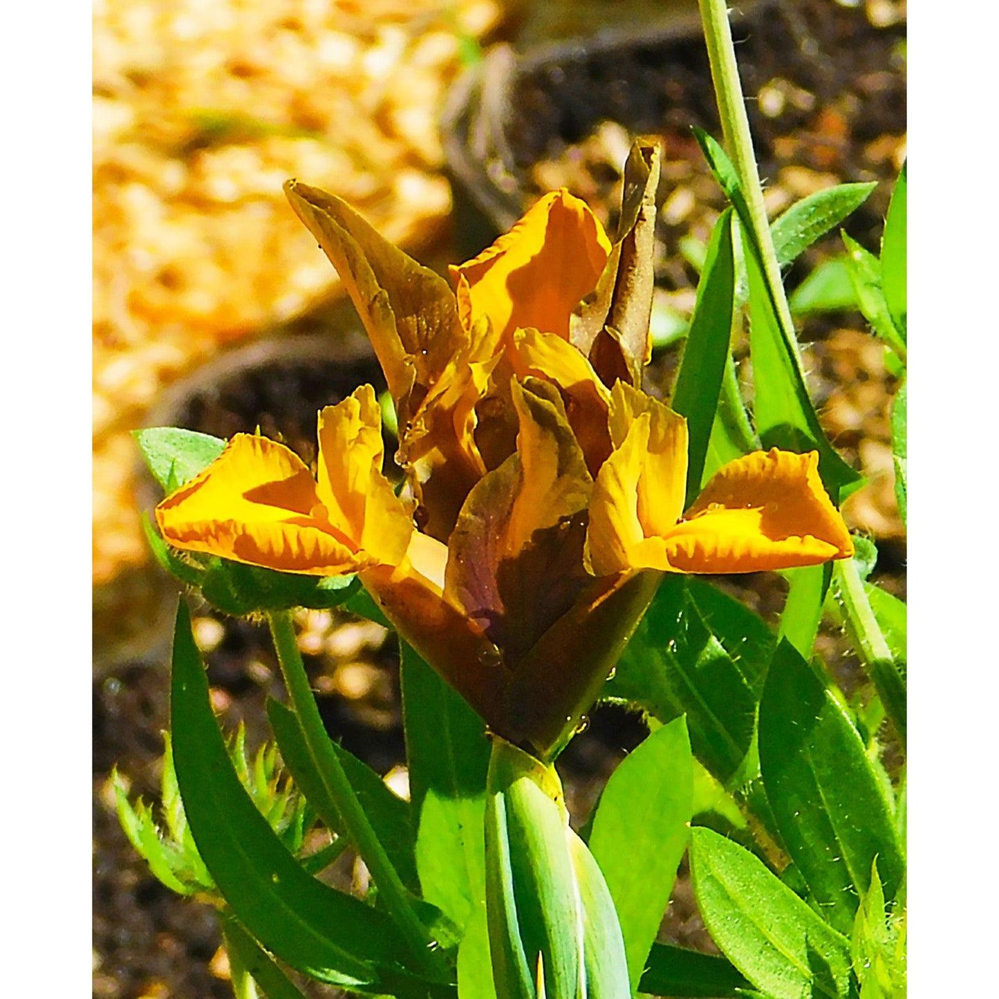 Bronze Queen Iris - 10 bulbs