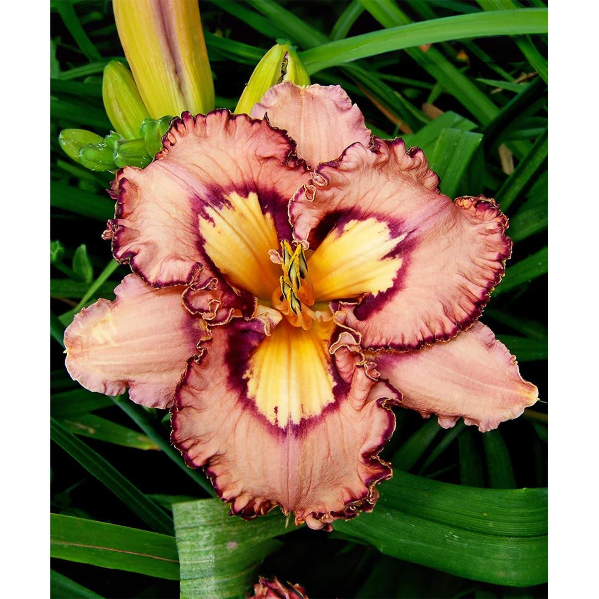 Brouhaha Reblooming Daylily - 1 Single Fan Division