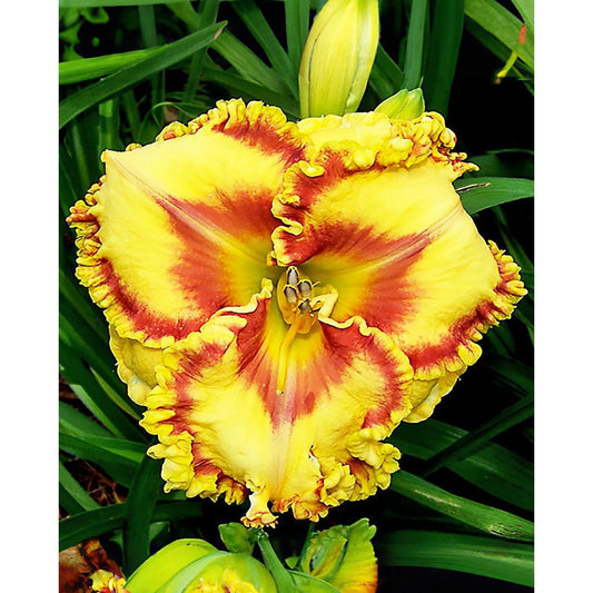 Buntyn's Hot Diggity Dog Reblooming Daylily - 1 Single Fan Division