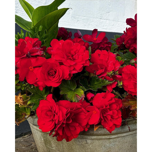 Burgundy Double Begonia - 3 tubers