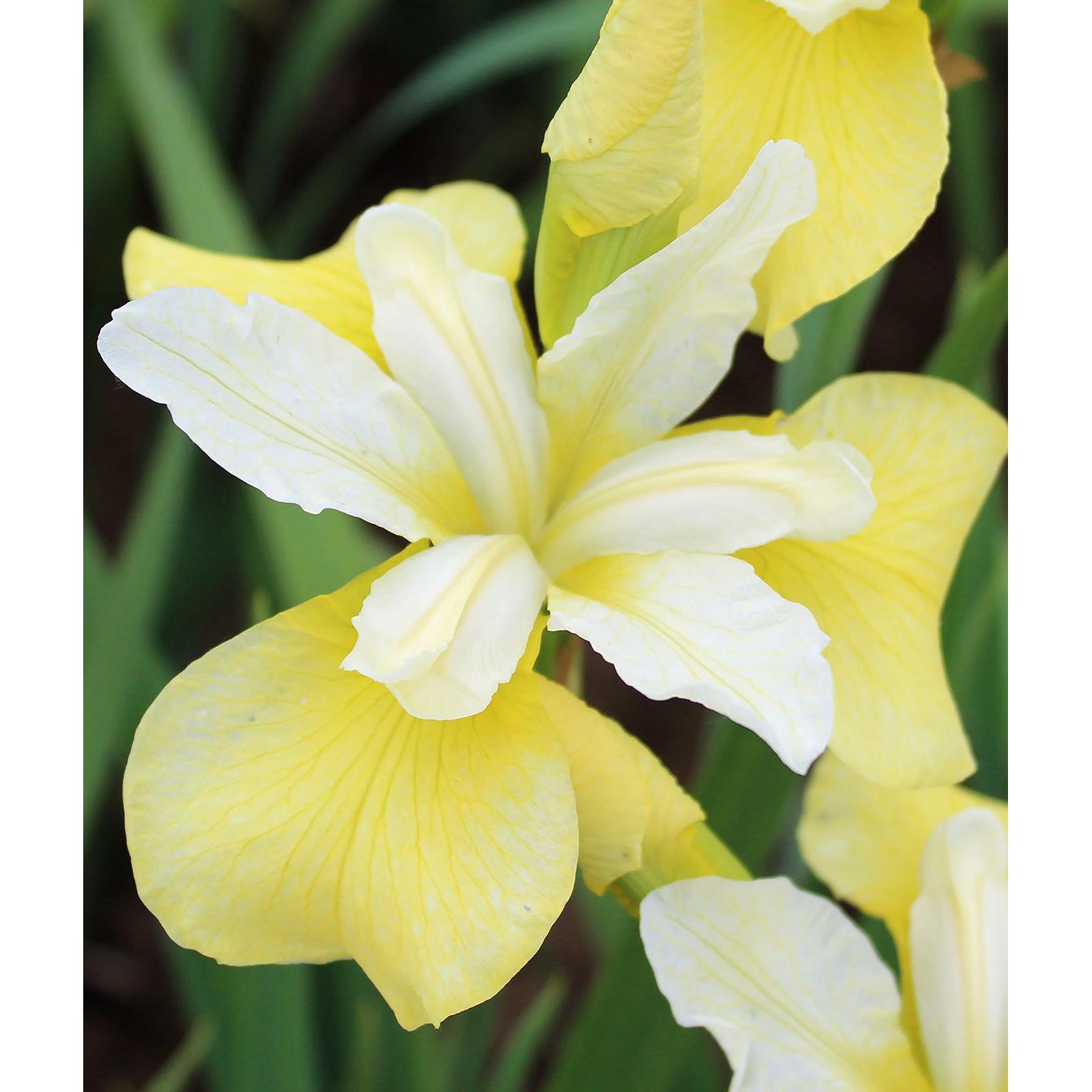 Butter and Sugar Siberian Iris - 3 root divisions