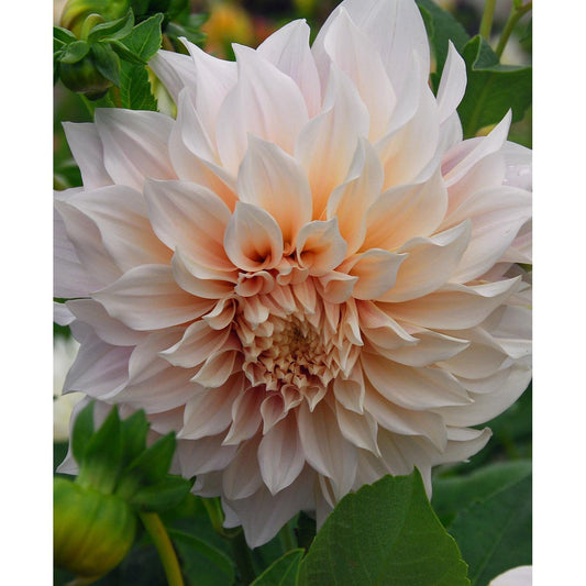 Cafe au Lait Decorative Dahlia - 3 root divisions