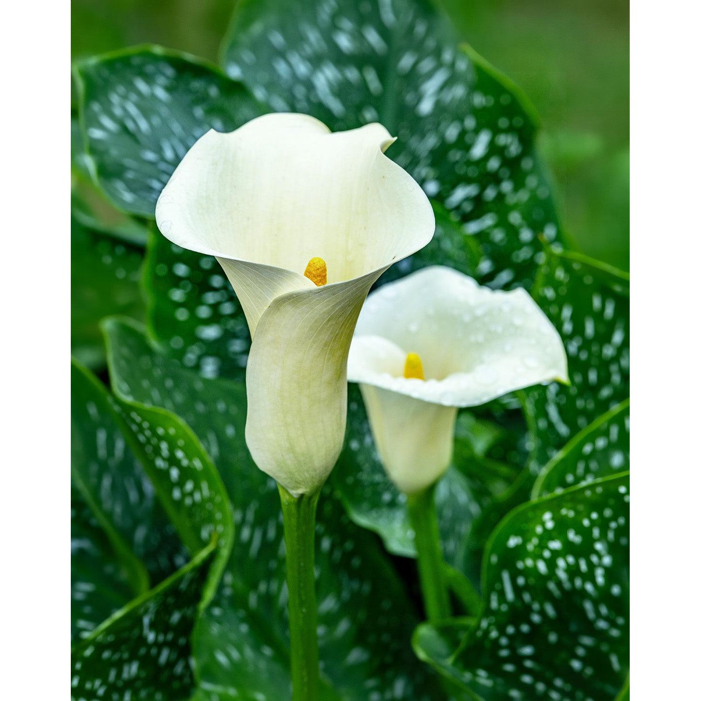 Albo Maculata Calla Lily - 3 tubers