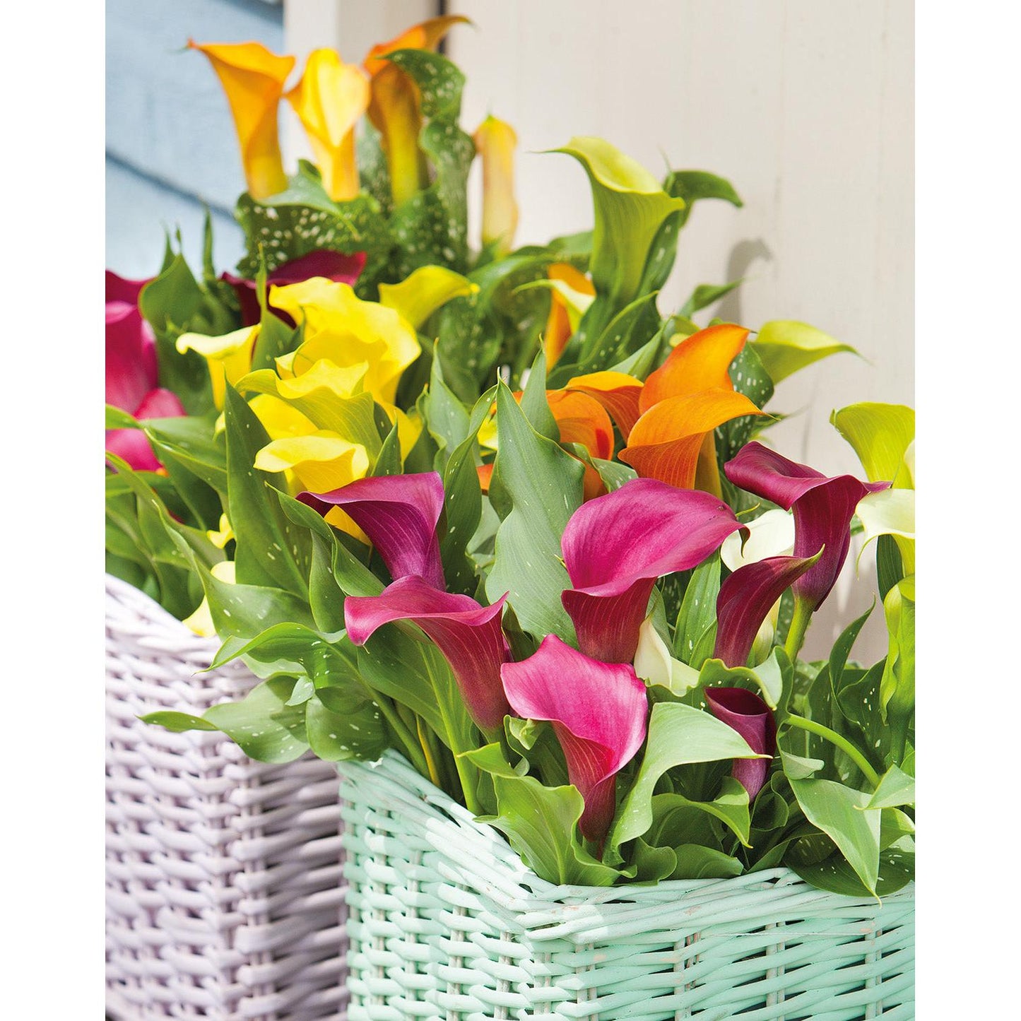 Mixed Calla Lilies - 9 tubers