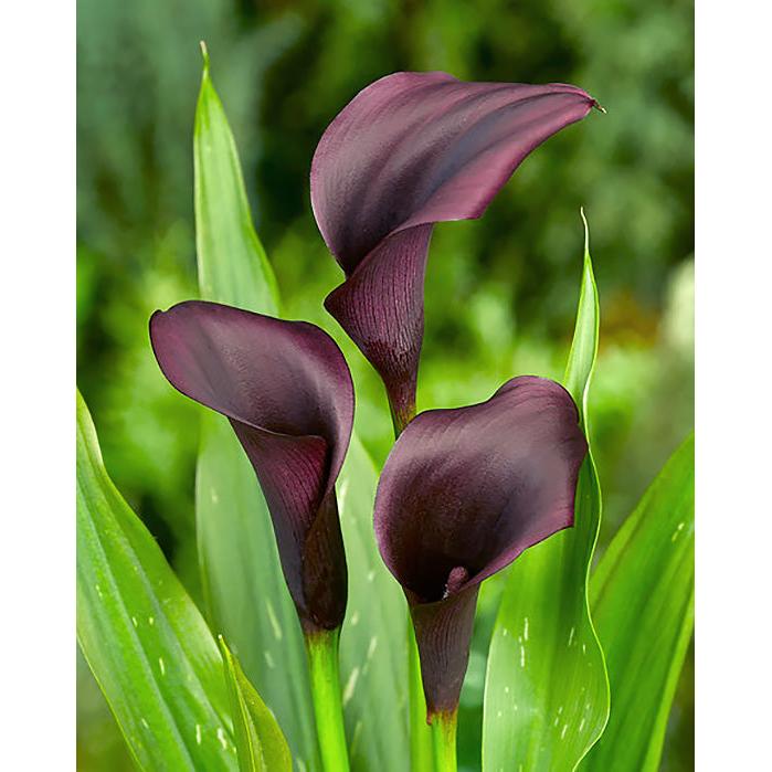 Odessa Calla Lily - 3 tubers
