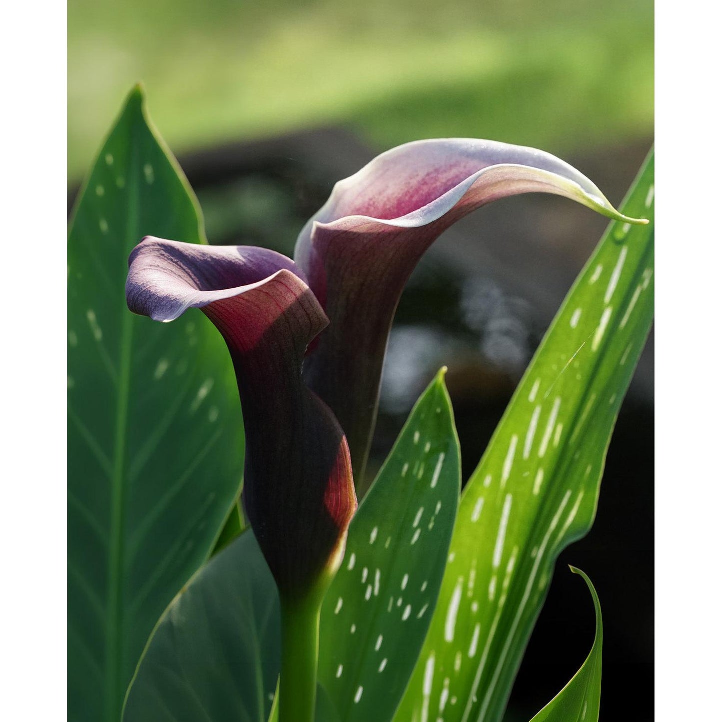 Odessa Calla Lily - 3 tubers