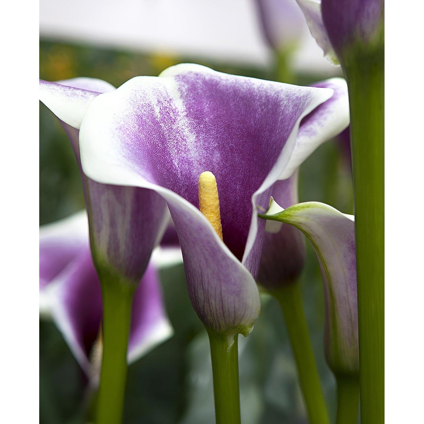 Picasso Calla Lily® - 3 tubers