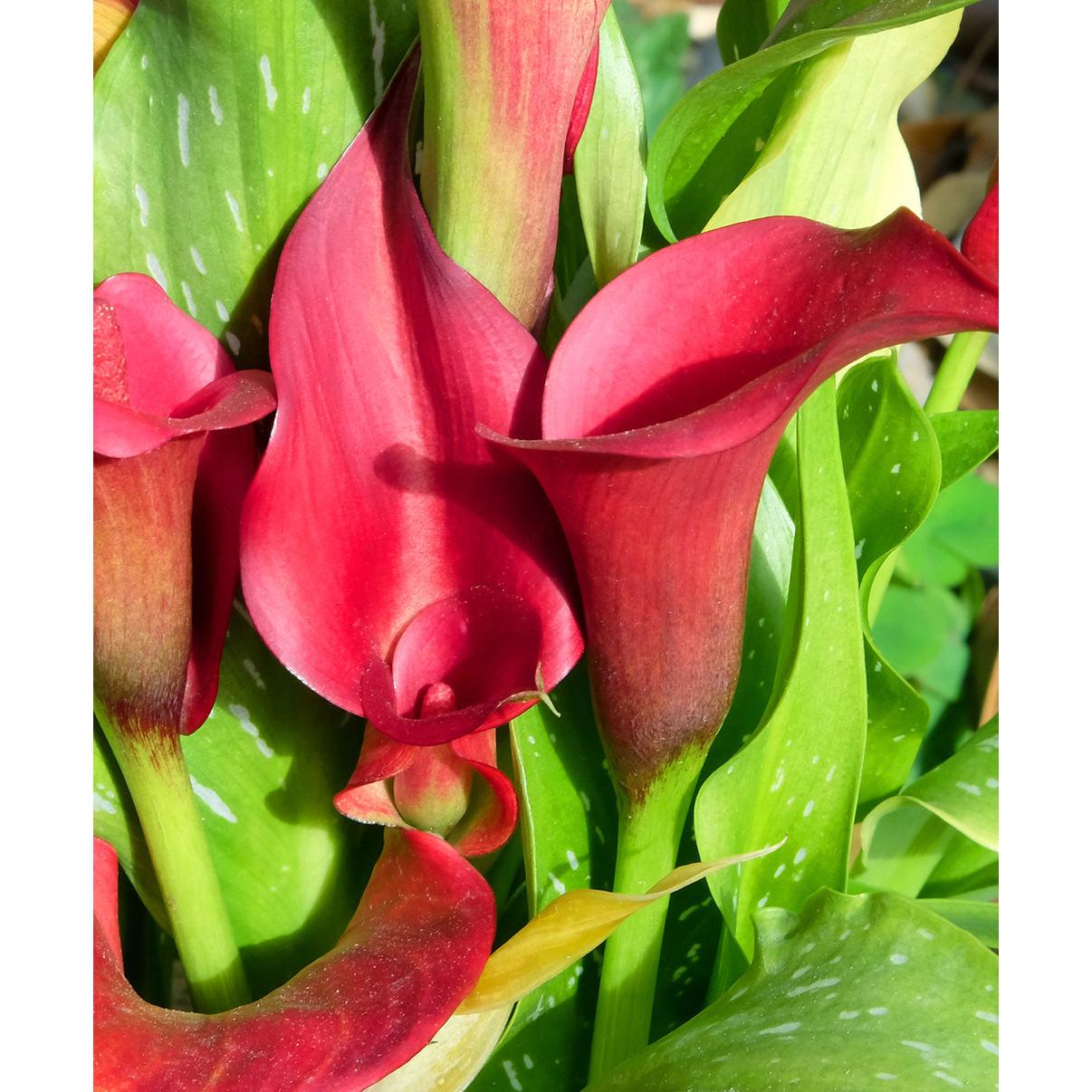Red Alert Calla Lily - 3 tubers
