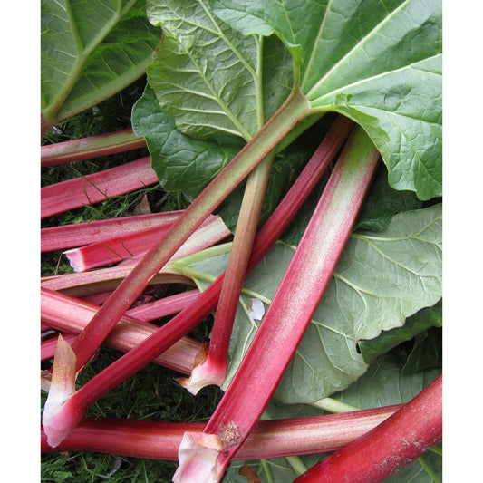 Canada Red Rhubarb Crowns - 1 root division