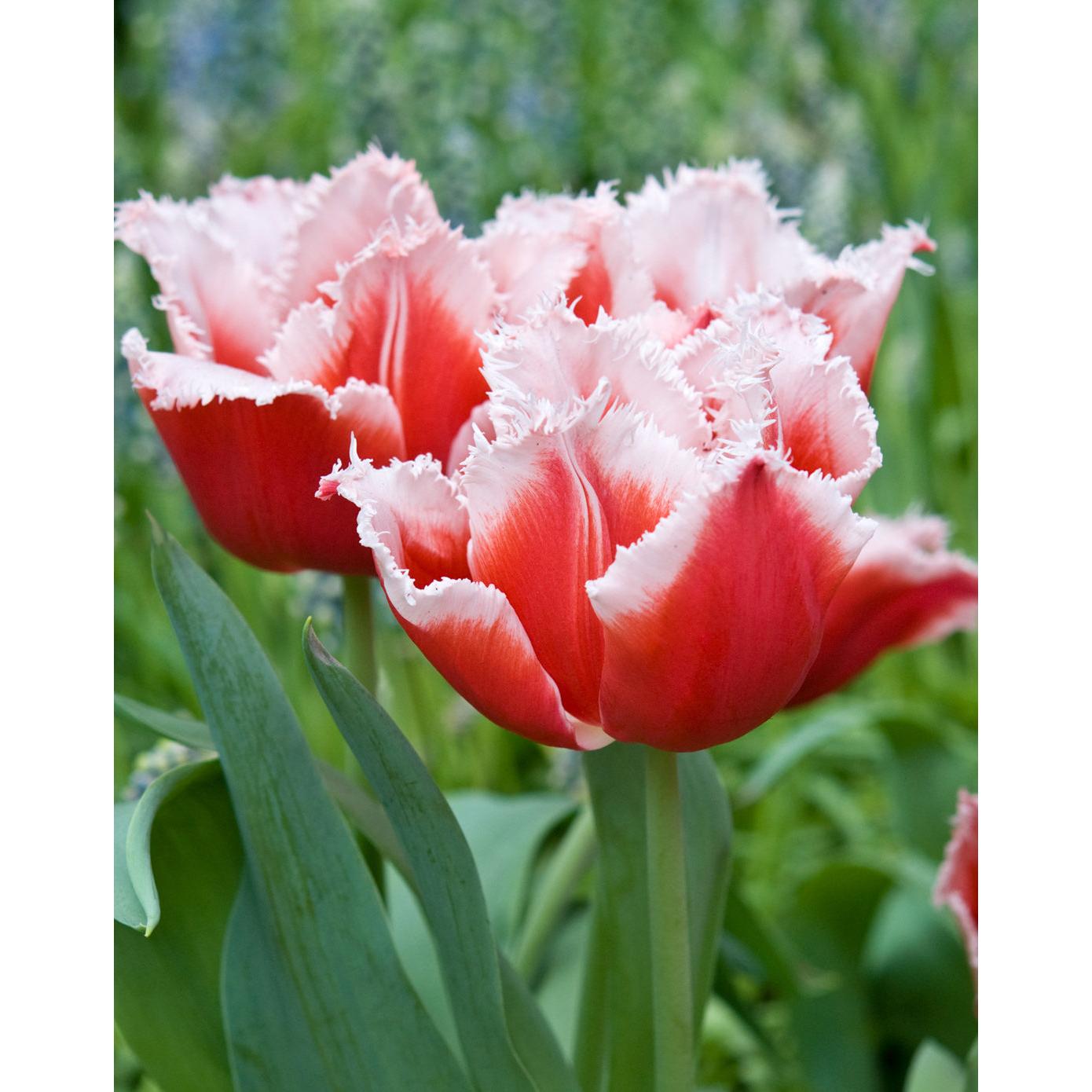 Canasta Fringed Tulip - 10 bulbs