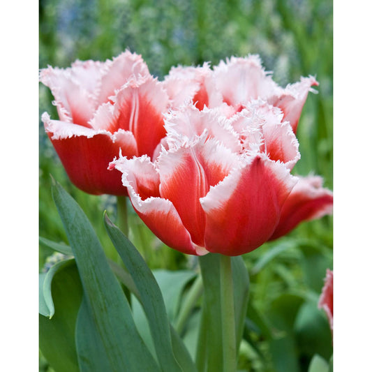 Canasta Fringed Tulip - 10 bulbs
