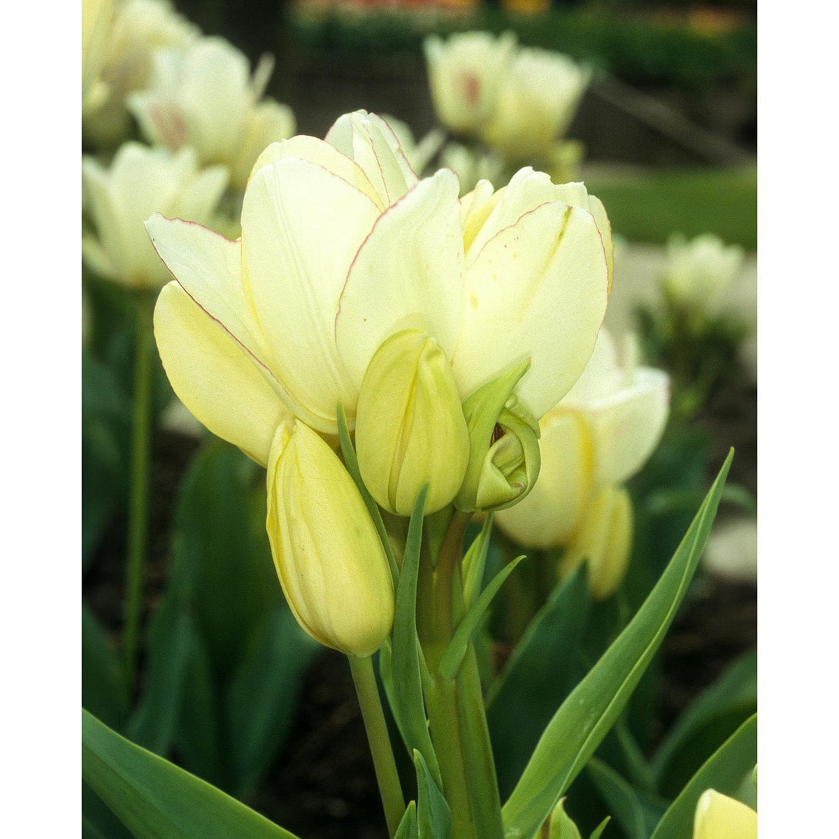 Candy Club Multiflowering Tulip - 10 bulbs