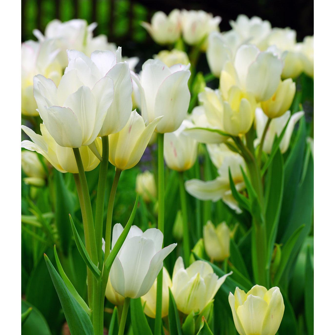 Candy Club Multiflowering Tulip - 10 bulbs