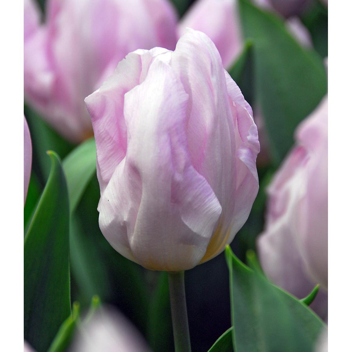 Candy Prince Single Early Tulip - 10 bulbs
