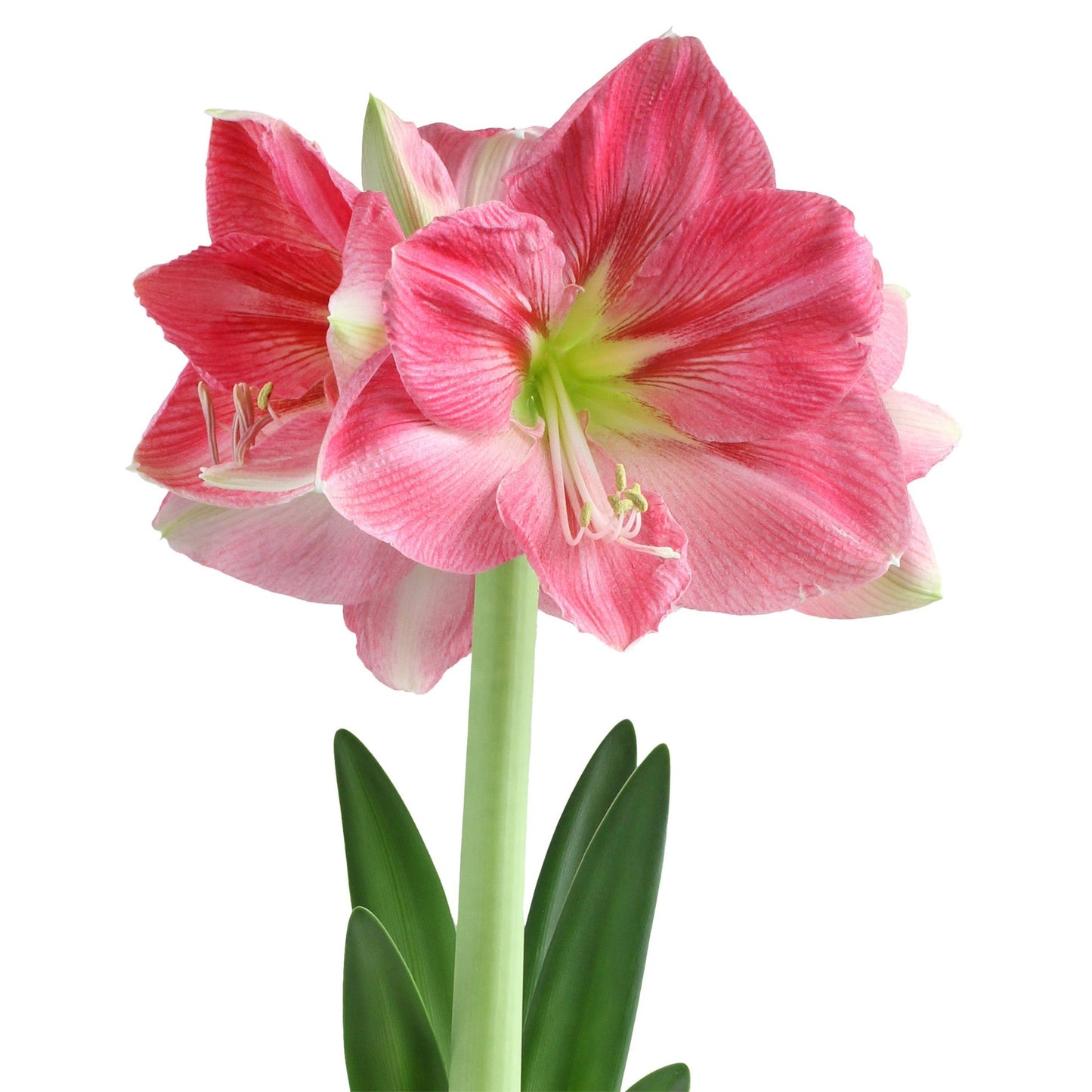 Candy Floss® Symphony Amaryllis