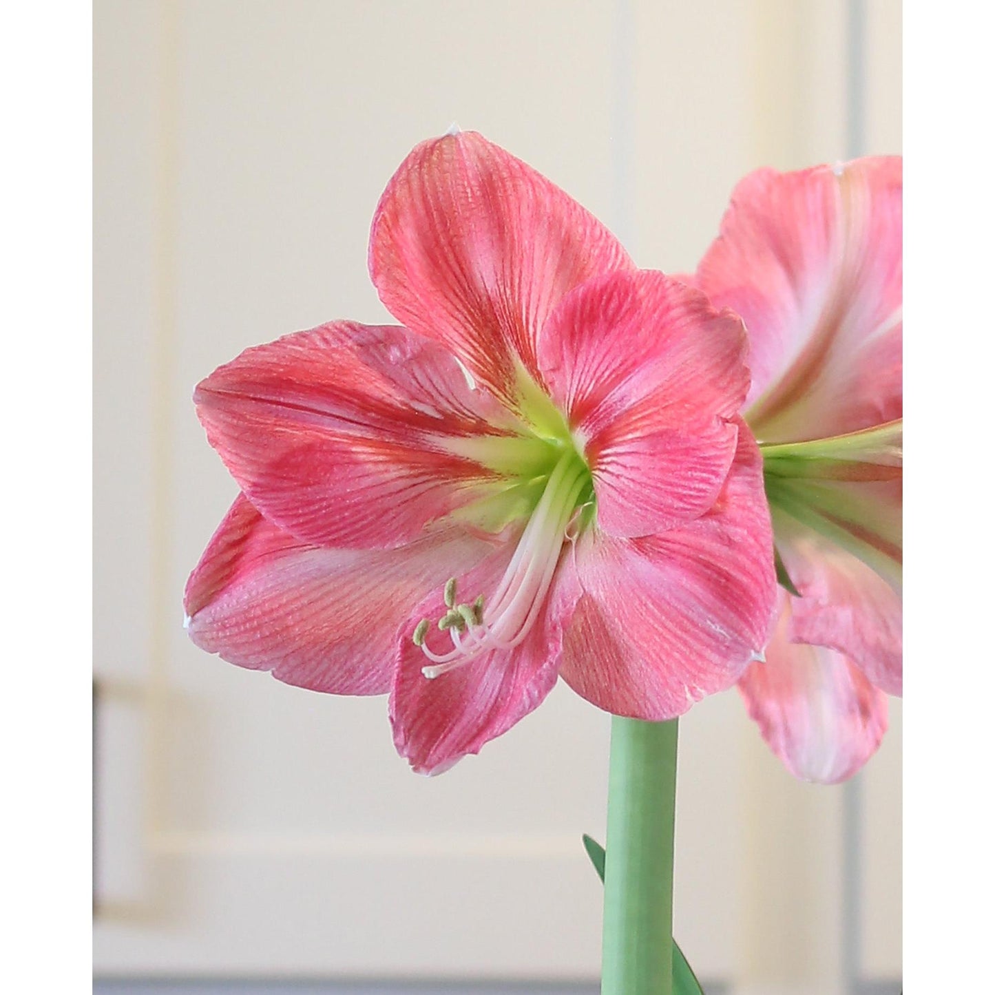 Candy Floss® Symphony Amaryllis