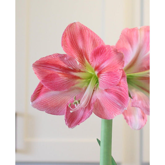 Candy Floss® Symphony Amaryllis