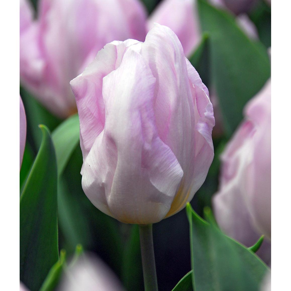 Candy Prince Single Early Tulip - 10 bulbs