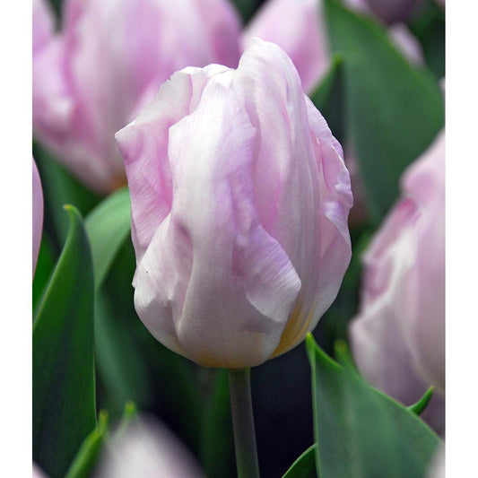 Candy Prince Single Early Tulip - 10 bulbs