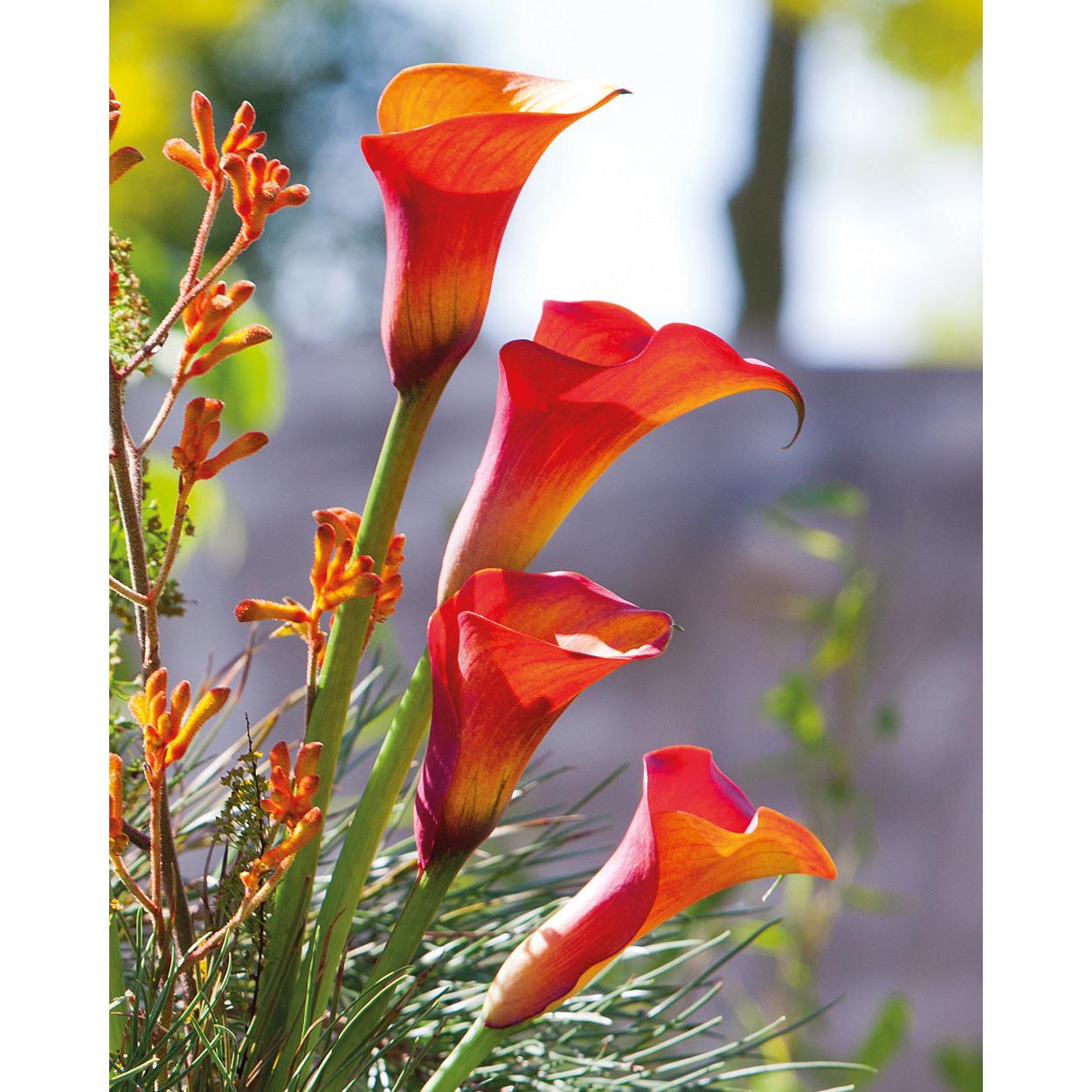 Capt. Triniti Calla Lily - 3 tubers