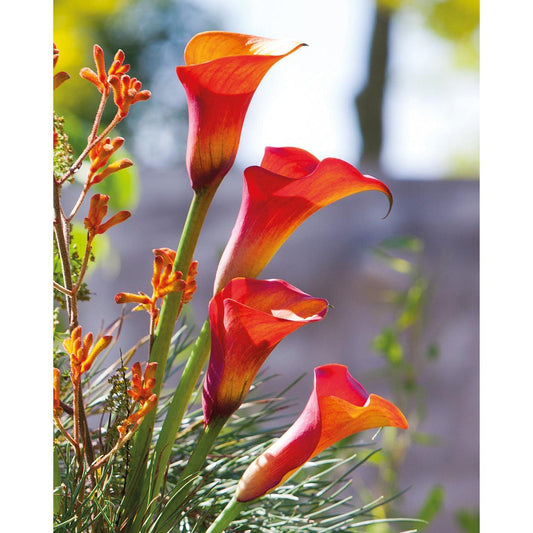 Capt. Triniti Calla Lily - 3 tubers