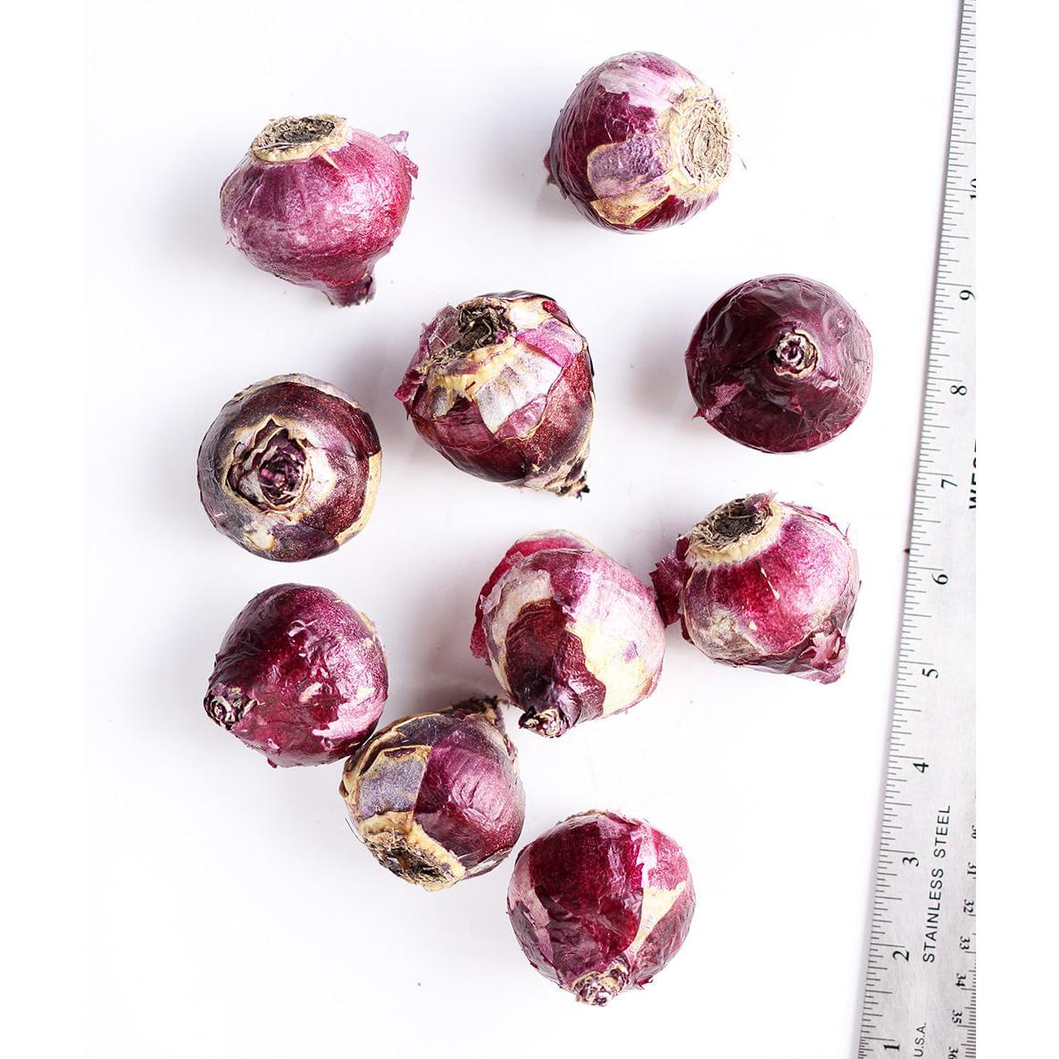 Carnegie Hyacinth - 10 bulbs
