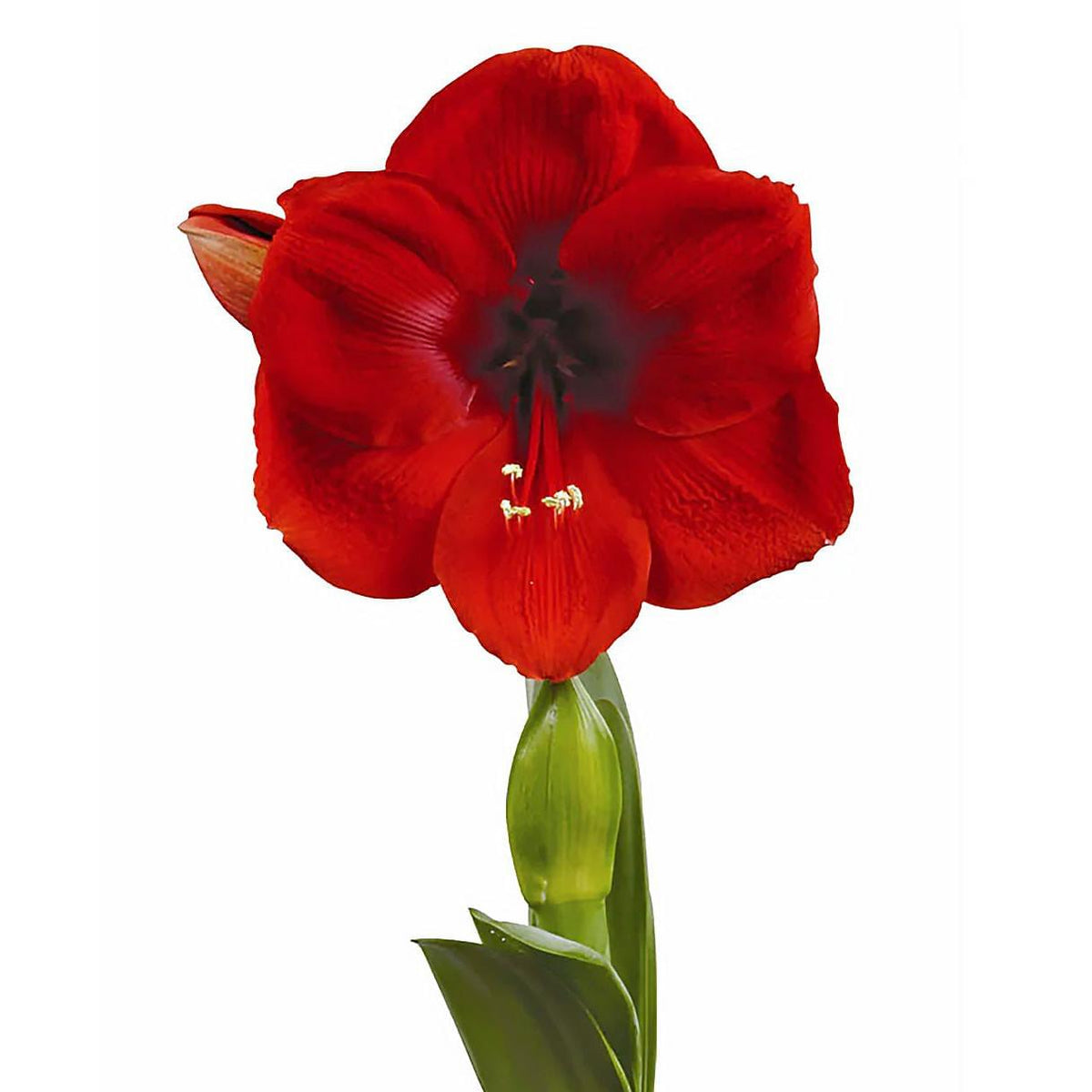 Cayenne Symphony Amaryllis - 24-28 cm bulb
