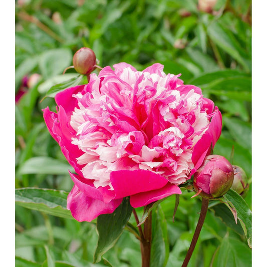 Celebrity Peony - 1 root division