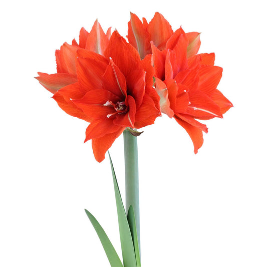 Celica Regular Amaryllis - 22-26 cm bulb