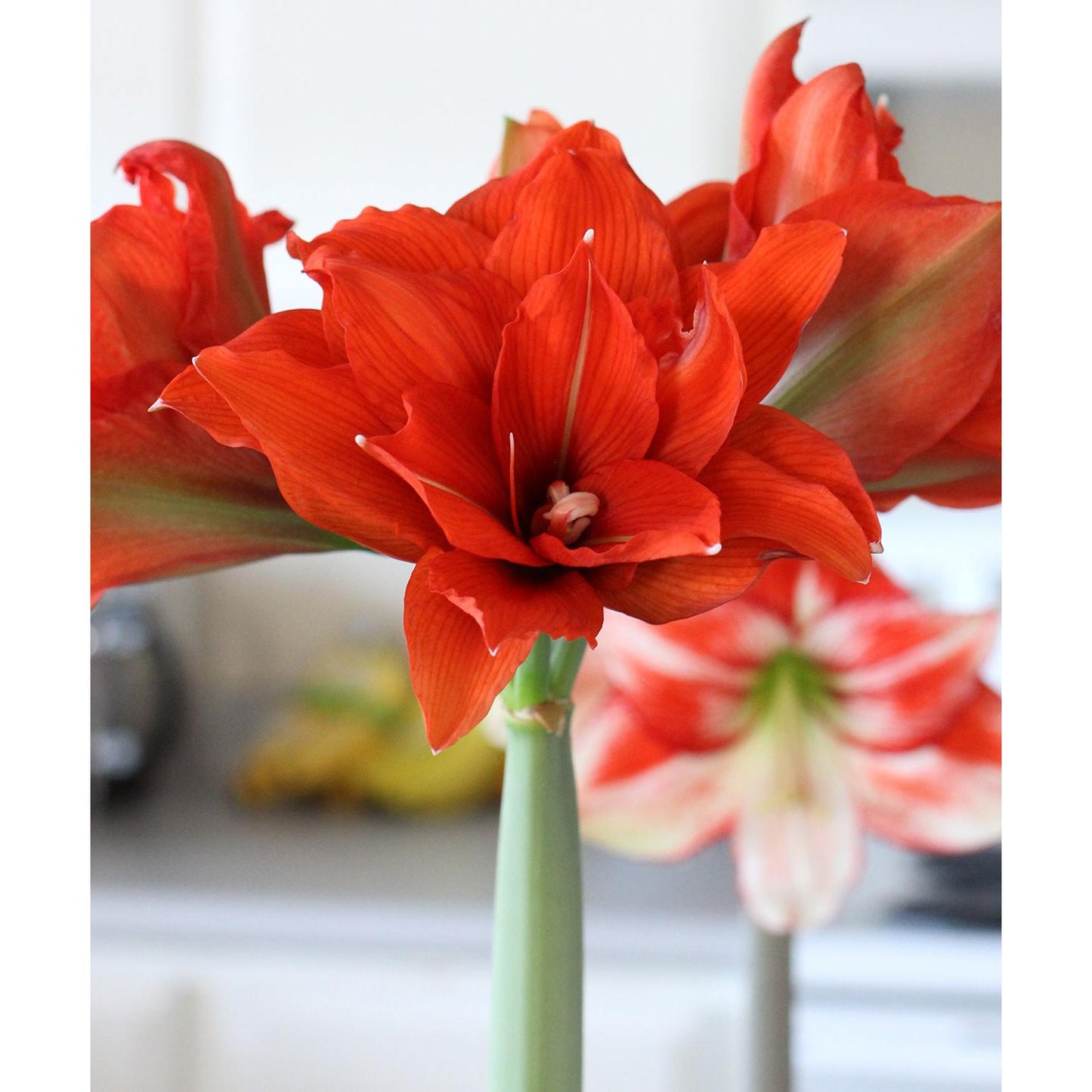 Celica Regular Amaryllis - 22-26 cm bulb