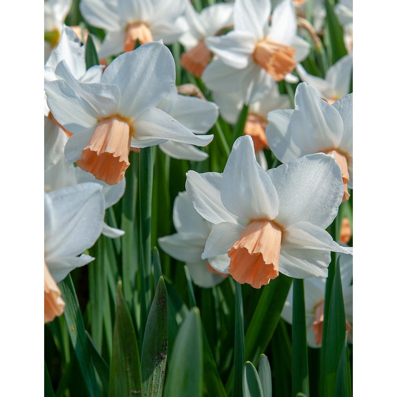 Cha Cha Cyclamineus Daffodil - 10 bulbs