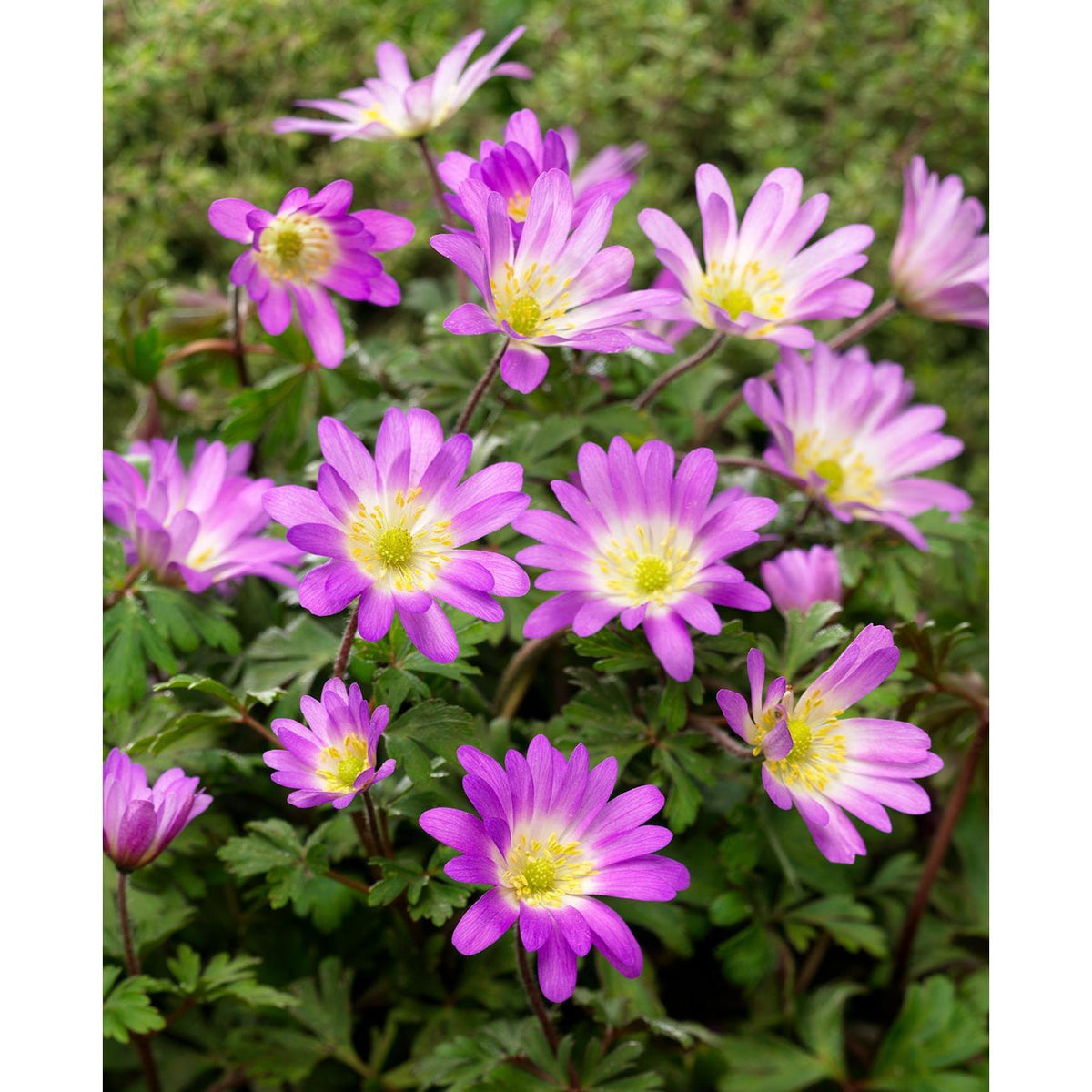Charmer Anemone blanda - 25 bulbs