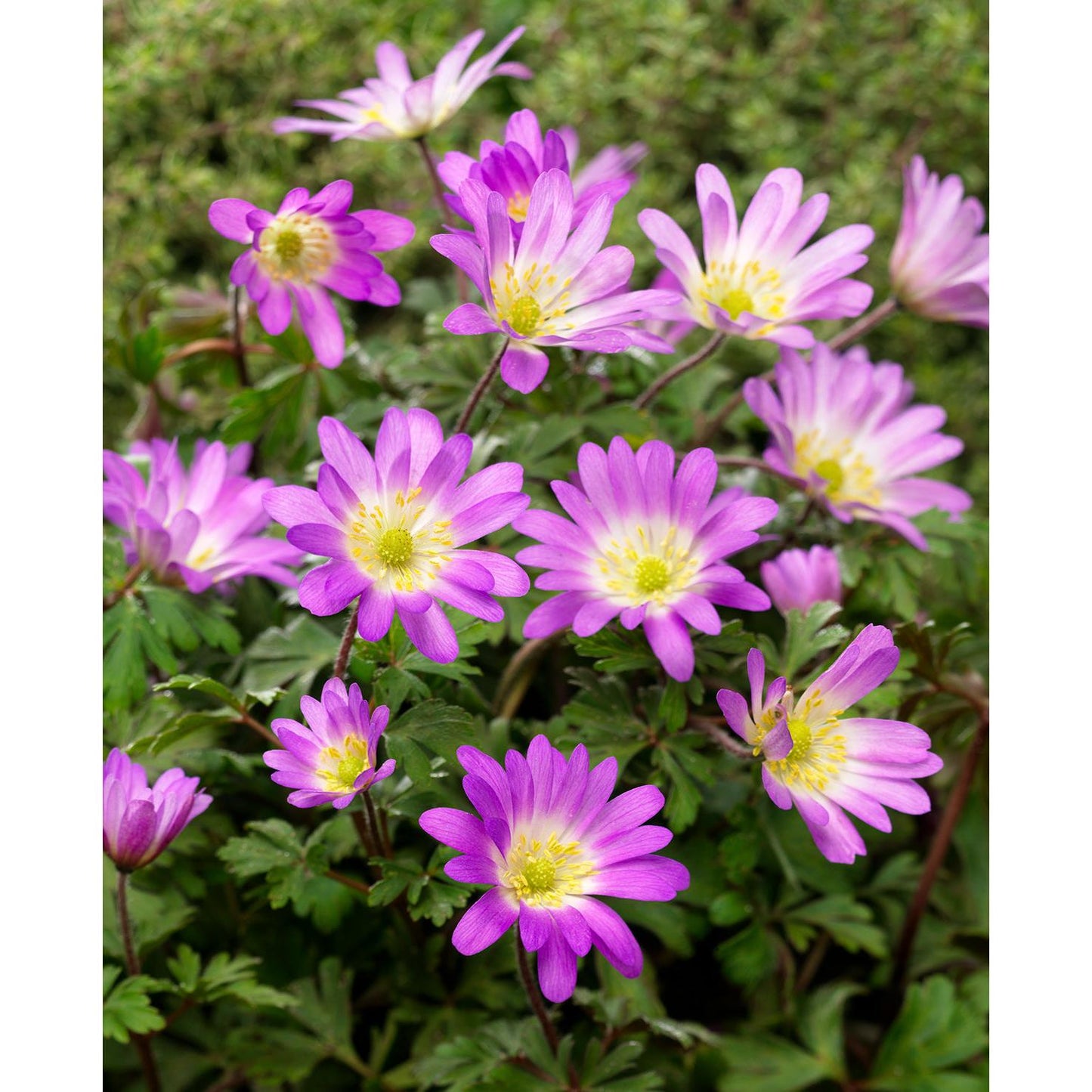 Charmer Anemone blanda - 25 bulbs