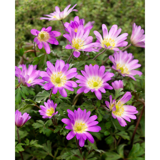 Charmer Anemone blanda - 25 bulbs