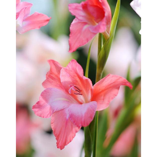 Charming Beauty Hardy Gladiolus - 5 bulbs