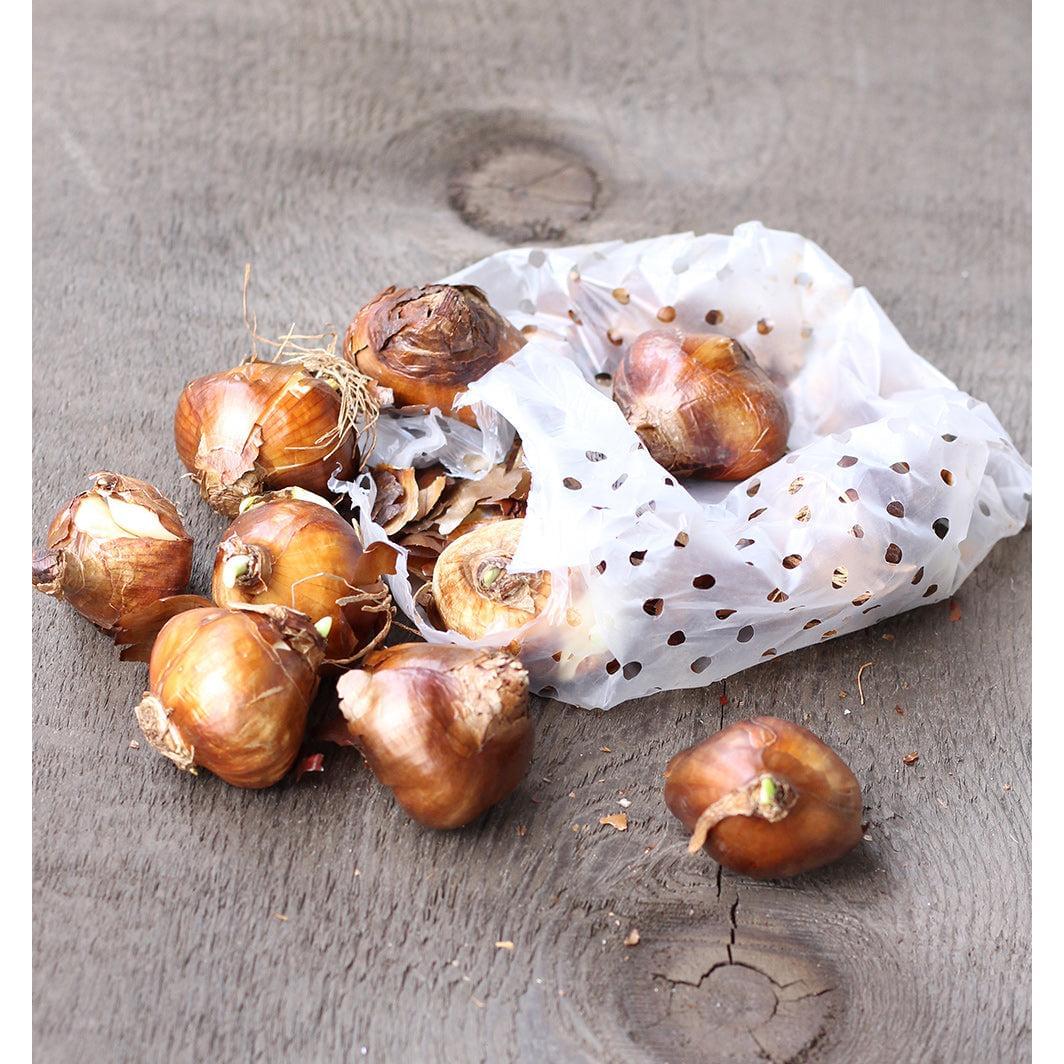 Chinese Sacred Lily Paperwhites - 10 bulbs