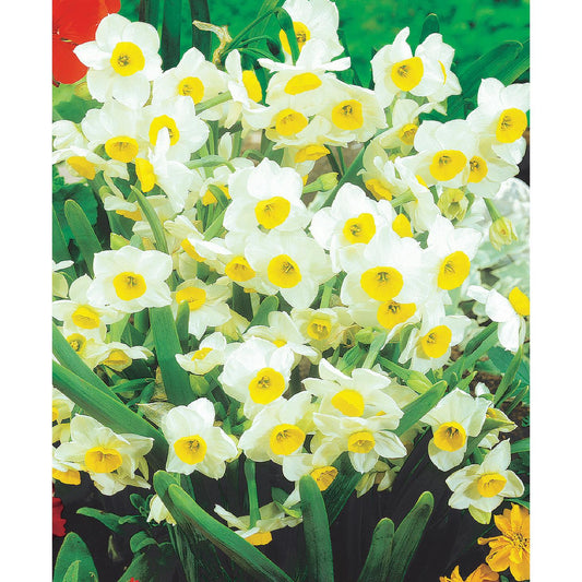 Chinese Sacred Lily Paperwhites - 10 bulbs