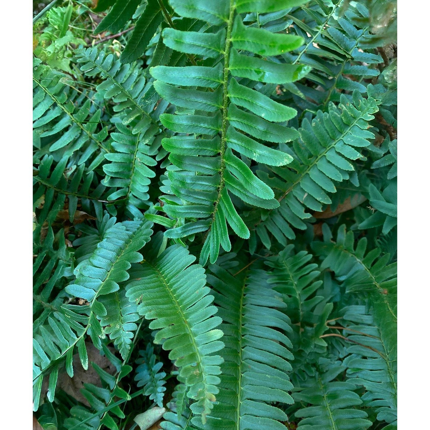 Christmas Fern - 3 root divisions