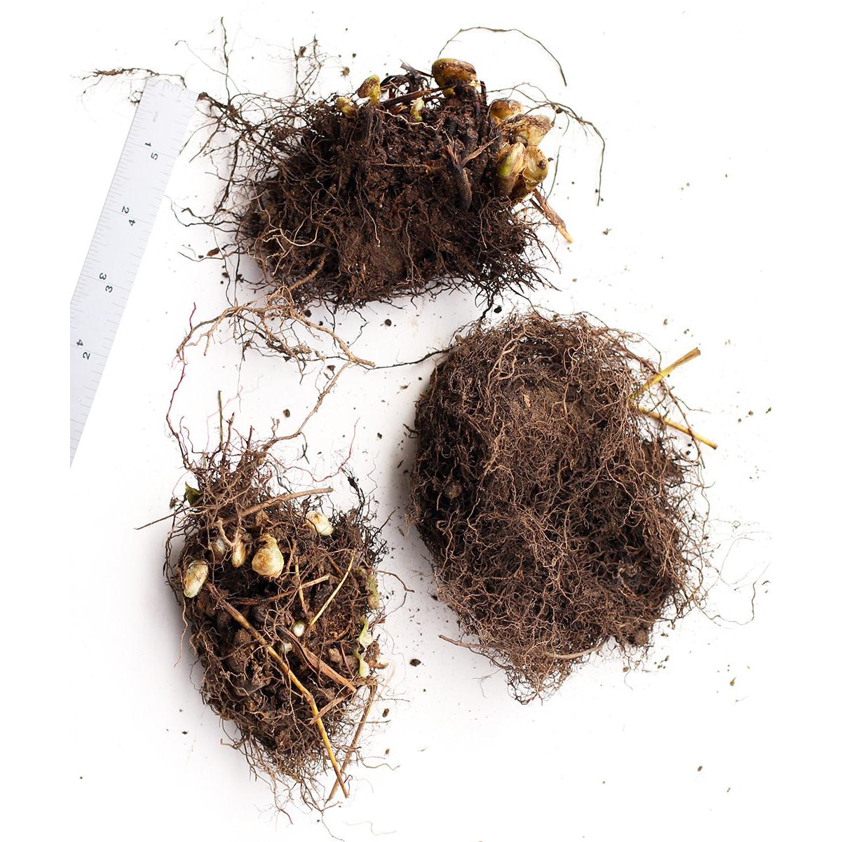 Christmas Fern - 3 root divisions