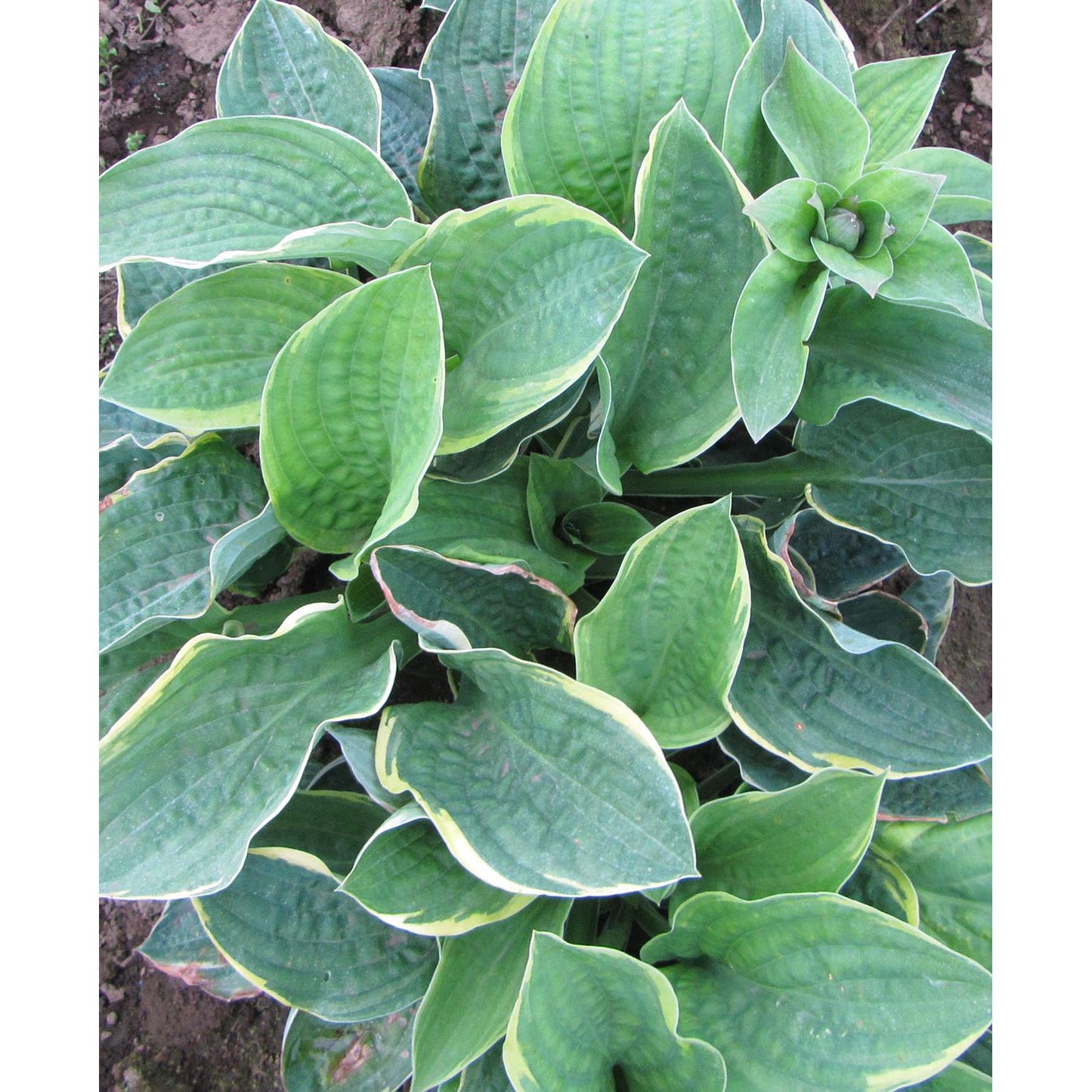 Christmas Tree Hosta - 3 root divisions