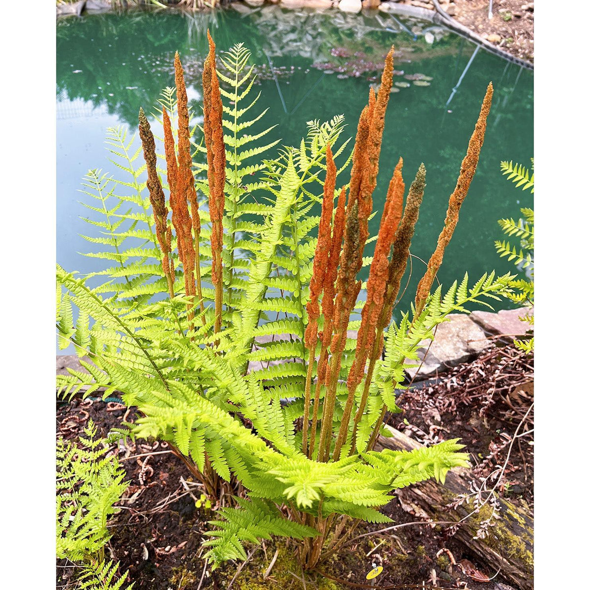 Cinnamon Fern - 3 root divisions