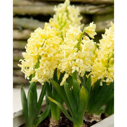 City of Harlem Hyacinth - 10 bulbs