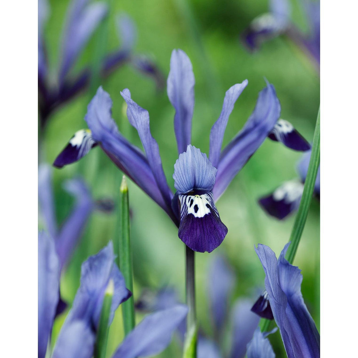 Clairette Dwarf Iris reticulata - 10 bulbs
